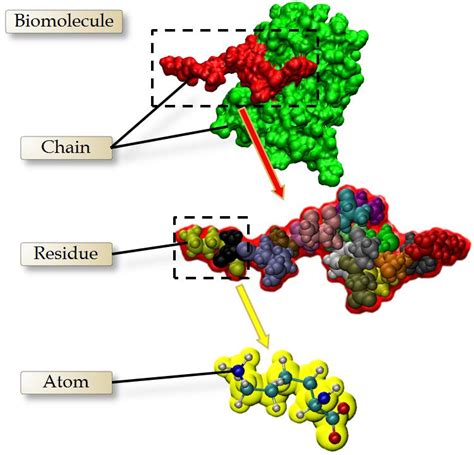 Che Cosa Sono Le Biomolecole - Hierarchical structure of the biomolecules. | Download Scientific Diagram