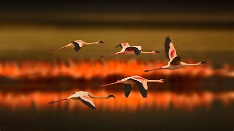 Desktop Wallpapers Bird Flamingo Flight Animals