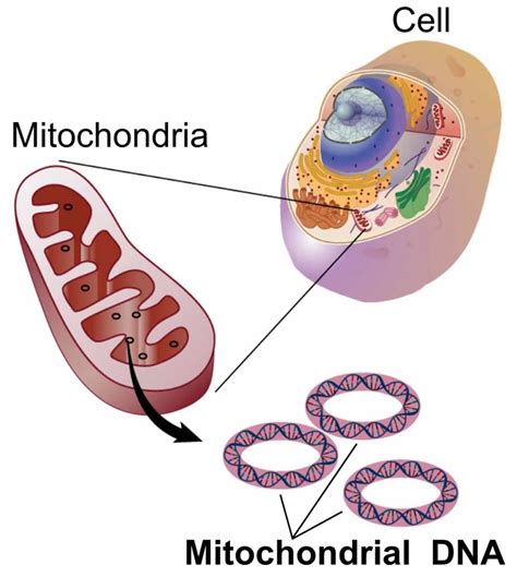 Mitochondria Location Mitochondria Cell And Mitochondria Function
