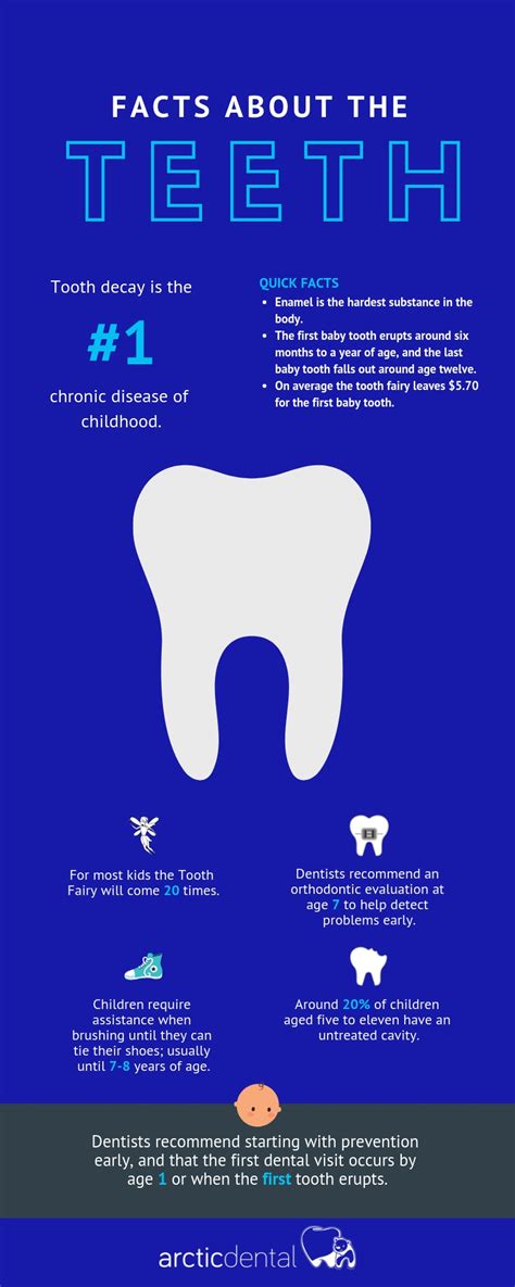 Facts About The Teeth Infographic Arctic Dental Muscatine