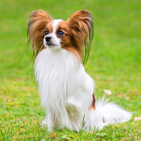 56 Best Of How Much Does A Purebred Papillon Puppy Cost Insectpedia