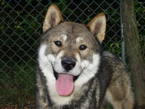 Shikoku Inu I Want One Of These Dogs So Badly Japanese Dogs Cute