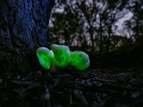 Naturally Bioluminescent Mushroom Mycology