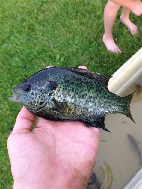 Crappie Bluegill Hybrid Info In Comments Fishing