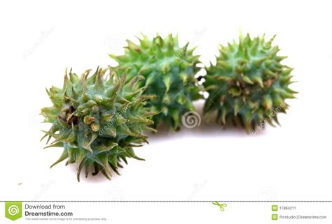 Castor Fruits Stock Image Image Of Castor Head Natural 17884211