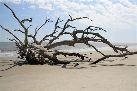 Driftwood Beach Driftwood Beach Beach Driftwood