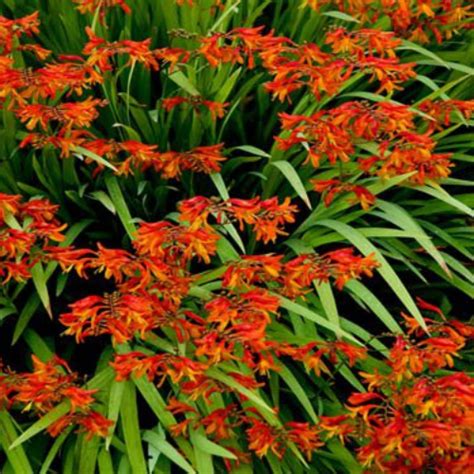 We did not find results for: Crocosmia Seeds-brilliant orange-red flowers !Native to ...