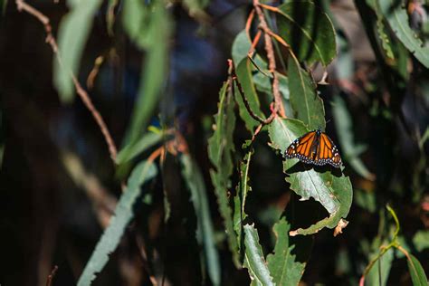 Monarch Butterfly Groves In Pismo Beach Nipomo Morro Bay Los Osos