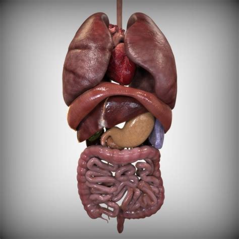 Anatomy Of The Back Internal Organs Male Torso With Muscles And