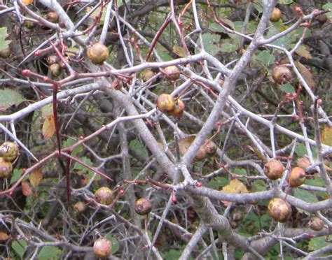 Hawthorn Tree Growing Guide For Edible Hawthorn Berries