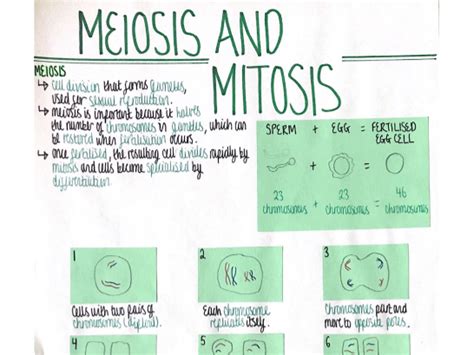 Meiosismitosis Genetics And Evolution Revision Poster Aqa Gcse