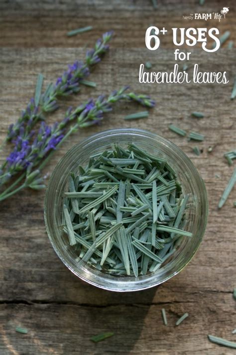 Lavender Plant Uses And Benefits Crazyangelsheart