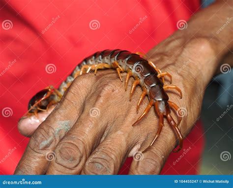 Centipede Crawling On Hand Man In A Red T Shirt Stock Image Image Of
