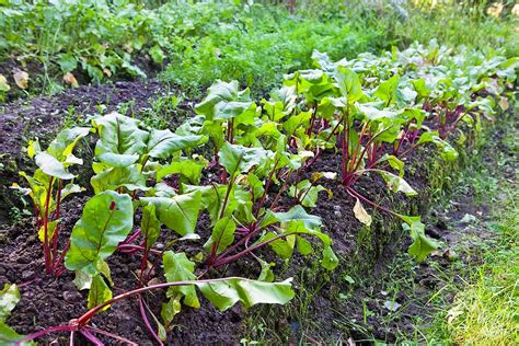 How To Plant And Grow Beets Harvest To Table