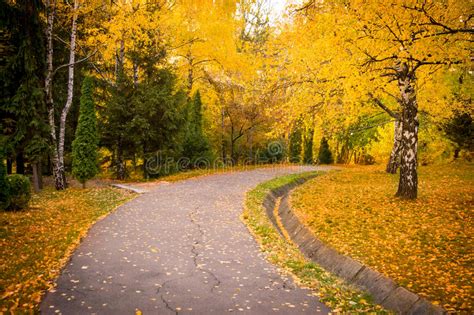 Autumn Forest Path Stock Image Image Of Fall Tall Rays 34714003