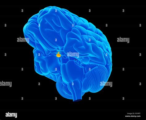 Pituitary Gland Hi Res Stock Photography And Images Alamy
