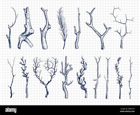 Hand Drawn Wood Branches Collection Wood Sketches On Notebook Page