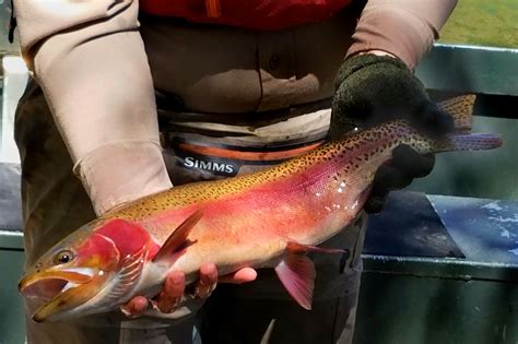 Can A Disease Resistant Species Of Rainbow Trout Replenish Its Nearly Decimated Colorado Ancestor