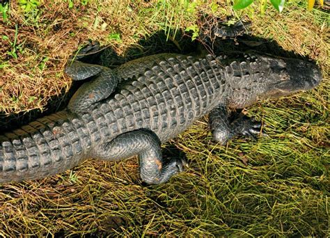 Aerial View Of An American Alligator Resting In The Swamps Of The