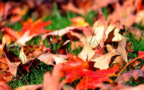 Leaves Autumn Grass Lawn Greens Maple Wallpaper Coolwallpapersme