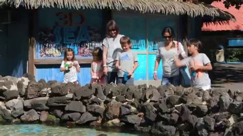 Sea Life Park Hawaii Touch Pool Youtube