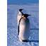 Emperor Penguinjpg  Wikipedia