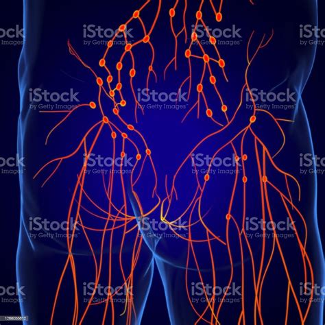 Photo Libre De Droit De Anatomie Des Ganglions Lymphatiques Humains