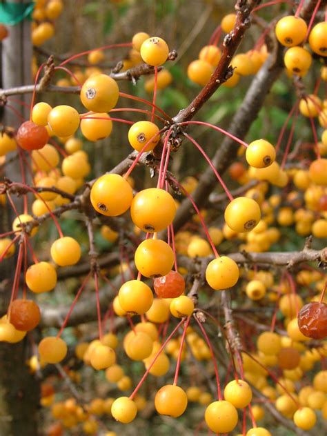Crab apple trees malus are a great addition to any garden and especially those that grow fruit trees. Cinderella Dwarf Crabapple - Plant Library - Pahl's Market ...