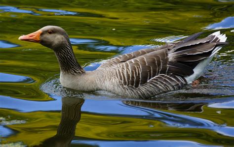Goose 4k Ultra Hd Wallpaper And Background Image 4810x3045 Id636446