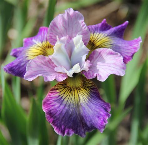 Charming Billy Multi Colored Beauty From Joe Pye Weeds Garden Iris