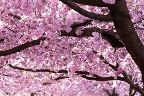 Cherry Blossom Trees Photograph By Nicklas Gustafsson Fine Art America