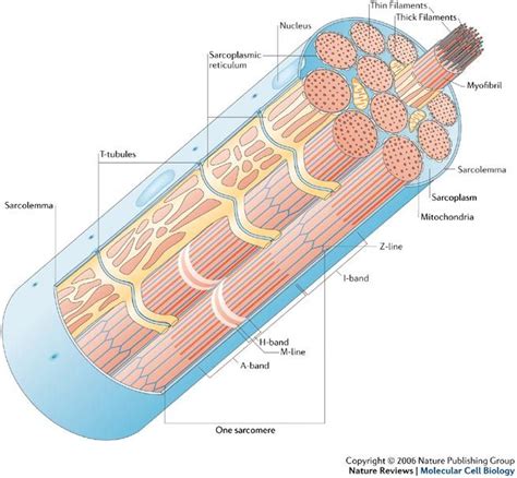 12 photos of the smooth muscle diagram labeled. More on the elements of the flesh(sarco): Sarcolemma ...
