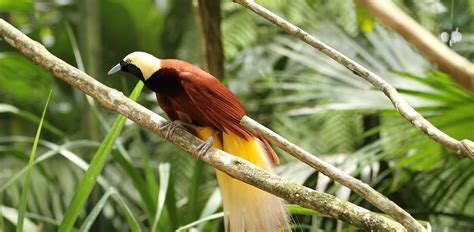 Exotic Wildlife Of Papua New Guinea Luxury Papua New Guinea Itinerary