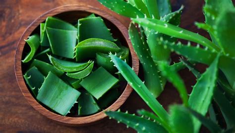 It relieves pain and itching, and delivers moisture deep beneath the skin's surface, while allowing skin to breathe. Aloe Vera benefits to skin healing, digestive system ...