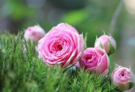 10 Jenis Bunga Tercantik Dan Terindah Di Dunia