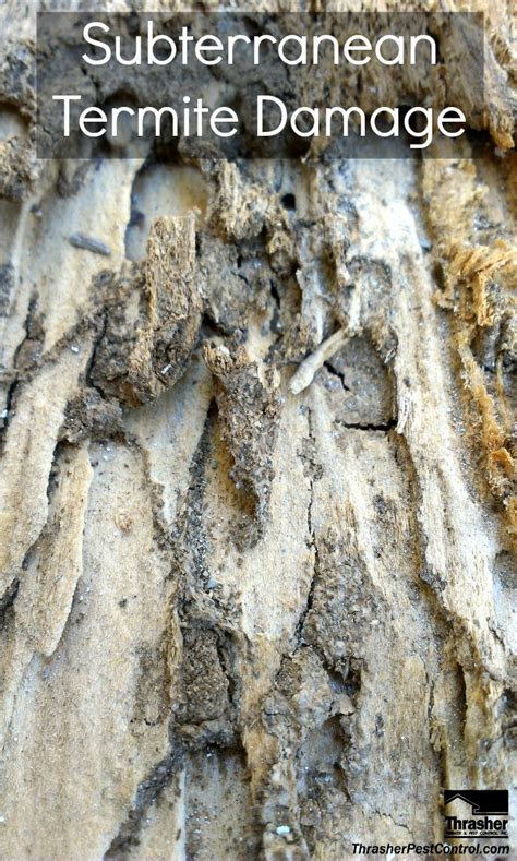 Subterranean Termite Damage Thrasher Termite And Pest Control
