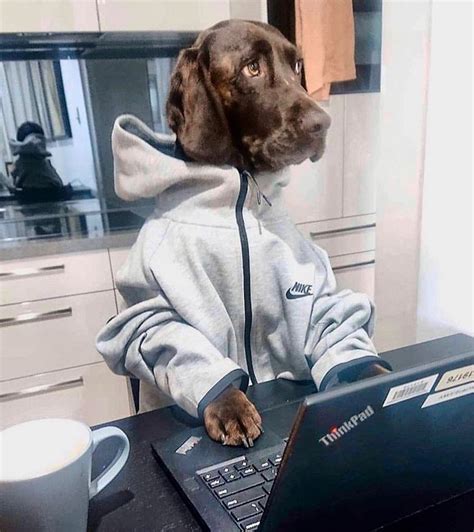 Hilarious Pictures Of Dogs Working From Home Work Money