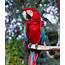 Parrot Poses On A Tree In Florida Original I  Free Public Domain