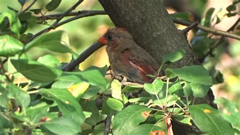 Baby Female Cardinal Up Close Youtube