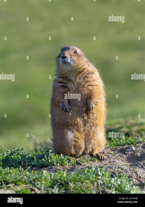 Black Tailed Prairie Dog Cynomys Ludovicianus Stock Photo Alamy