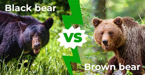 Black Bear Vs Brown Bear ใครจะชนะในการต่อสู้ Newagepitbulls