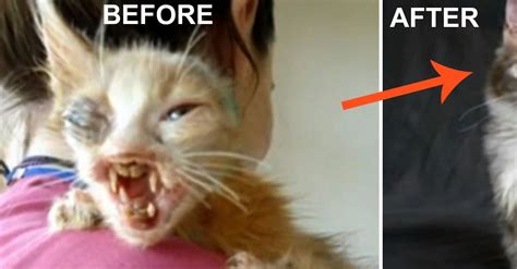A 7 Year Old Girl Rescues Deformed Cat That No Adult Would