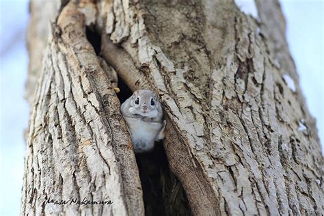 The Baby Japanese Dwarf Flying Squirrel Is Definitely The