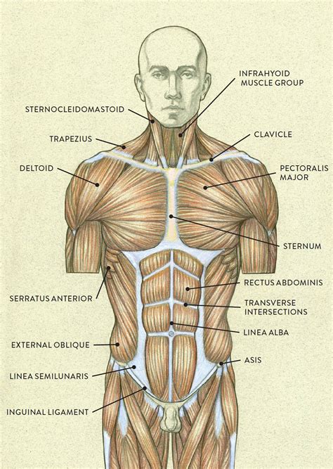 Vintage muscle anatomy images showing over 50 muscles of anterior and posterior aspect of the human body. Muscles of the Neck and Torso - Classic Human Anatomy in ...