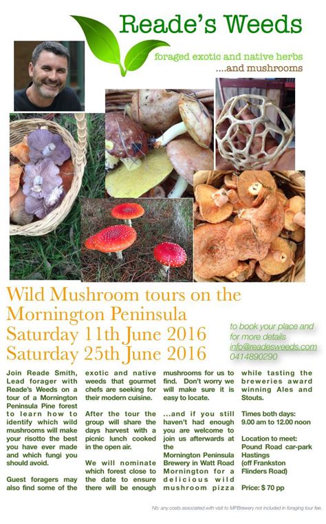 Wild Pine Mushroom Foraging Tour Saturday 11th June And Saturday 25th