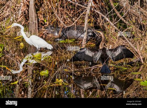 Great Egrets Anhingas And An Alligator Make Up A Wildlife Scene