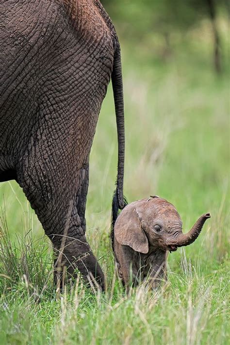 Tiny Baby Elephant Tanzania Amigos Dos Animais Filhote De Elefante