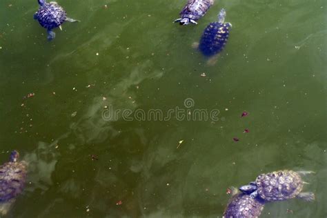Several Turtles Swimming In Polluted Green Water In A Zoo Stock Image