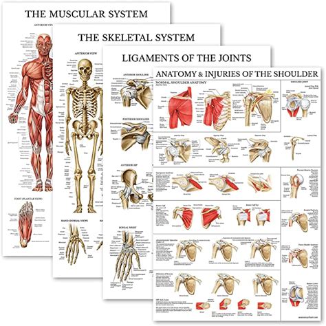 Palace Learning 4 Pack Anatomical Poster Set Laminated Muscular