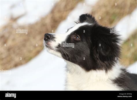 Side View Border Collie Head Hi Res Stock Photography And Images Alamy